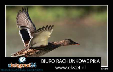 Pila biuro rachunkowe