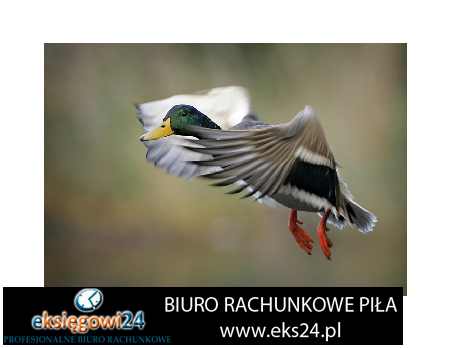 Kaczory biuro podatkowe