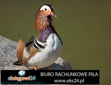 biuro księgowe Piła tanio