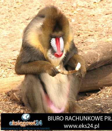 biuro rachunkowe Wyrzysk