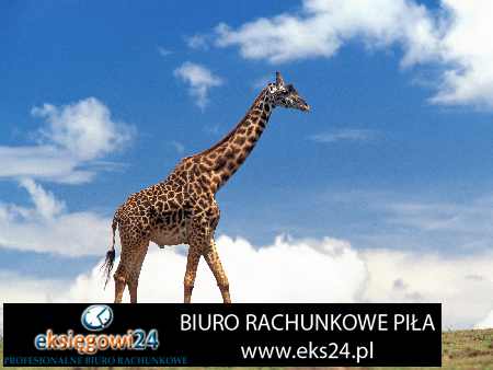 biuro rachunkowe Piła ceny