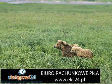 biuiro podatkowe w Pile