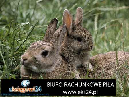 Biuro rachunkowe Pila