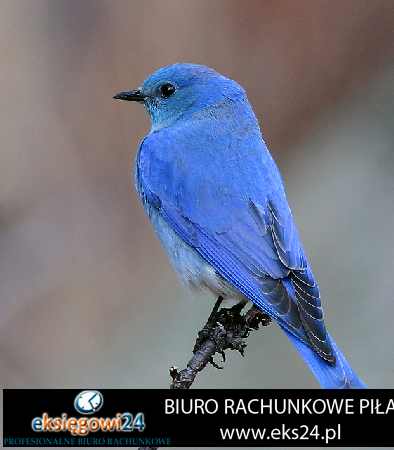 biura księgowe Chodzież