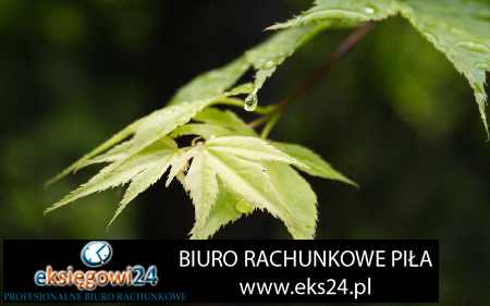 Ujście biuro podatkowe