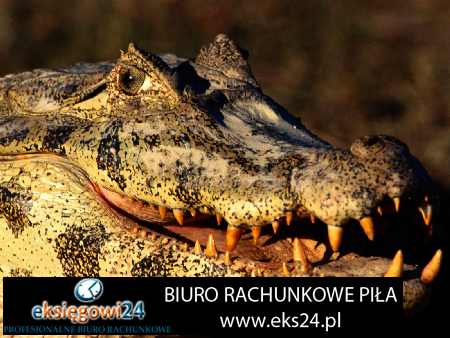 Czarnków księgowość