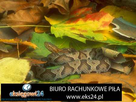 Pila biura rachunkowe