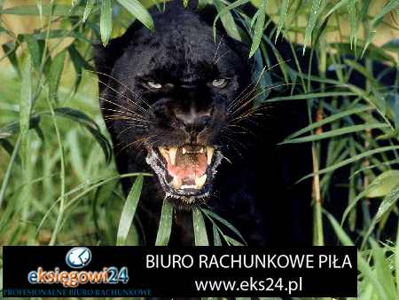 biuro rachunkowe Piła