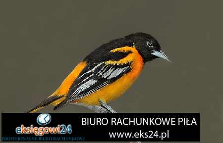 biura rachunkowe Piła