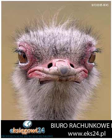 biuro podatkowe Piła