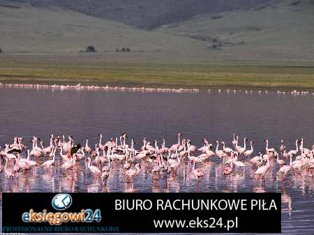 doradztwo podatkowe Wałcz