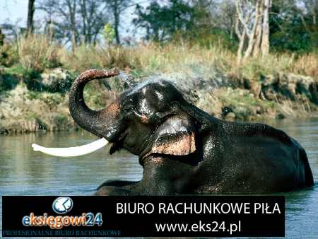 doradca księgowy Piła