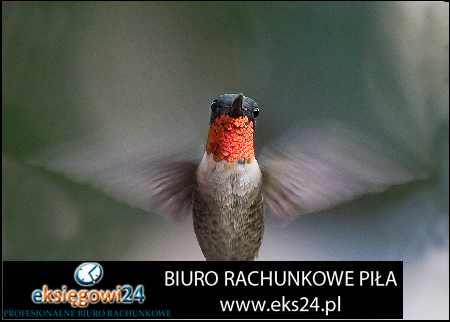 Piła biuro rachunkowe