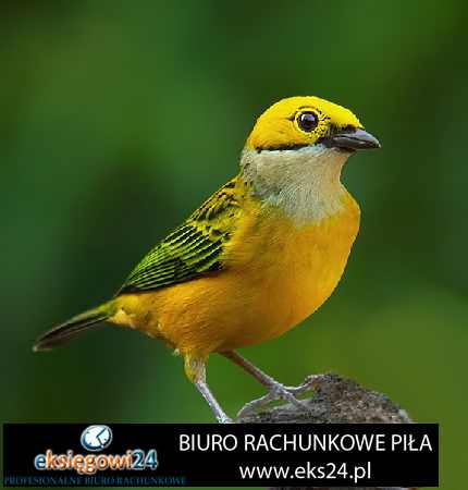 biuro księgowe i rachunkowe Piła