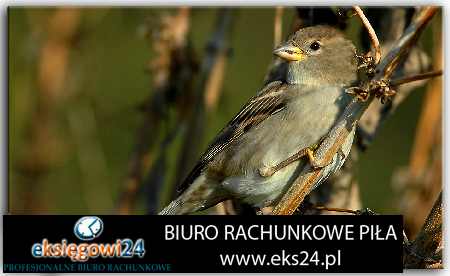 Biura rachunkowe w Pile