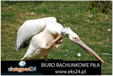 Pila biura rachunkowe