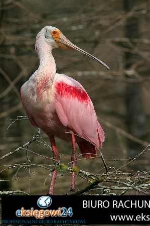 Pila biura rachunkowe