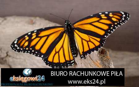 usługi rachunkowe Szczecinek 