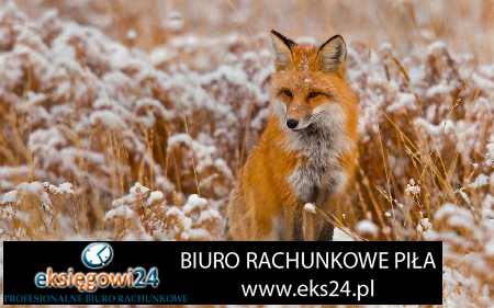 Piła biura podatkowe