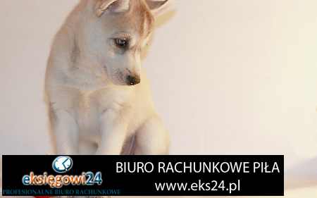 biuro rachunkowe Ujście