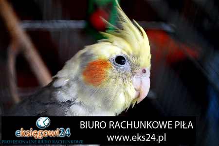 biuro rachunkowe Szydłowo