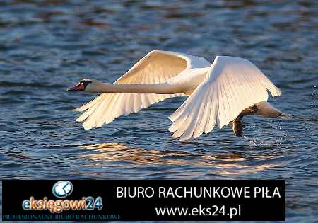 Pila biuro rachunkowe