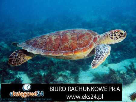 Biuro ksiegowe Pila