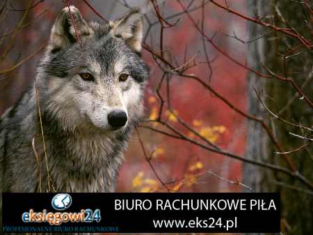 Szydłowo biuro księgowe