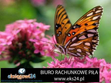 Piła biura rachunkowe