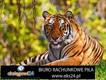 księgowość Kaczory