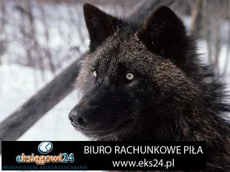 Piła biuro podatkowe