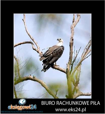 biuro rachunkowe Szydłowo