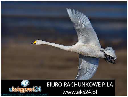 Biuro rachunkowe Pila