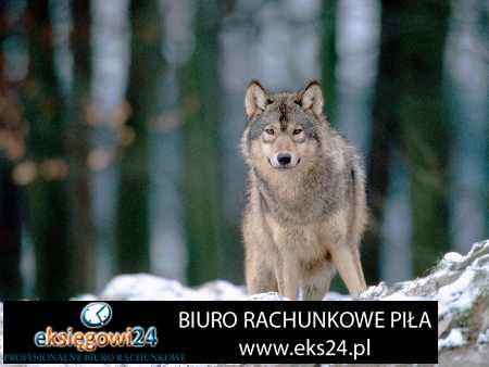 biuro księgowe Piła