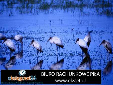 modne tapety na ścianę