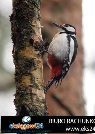 usługi rachunkowe Wągrowiec