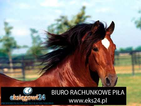 biuro rachunkowe Trzcianka